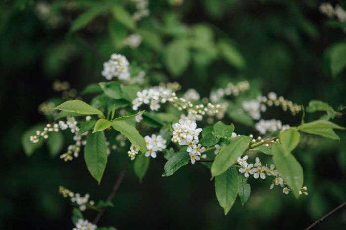 Парки Тарзана в Сигулде, Юрмале и Даугавпилсе в мае будут открыты по выходным дням